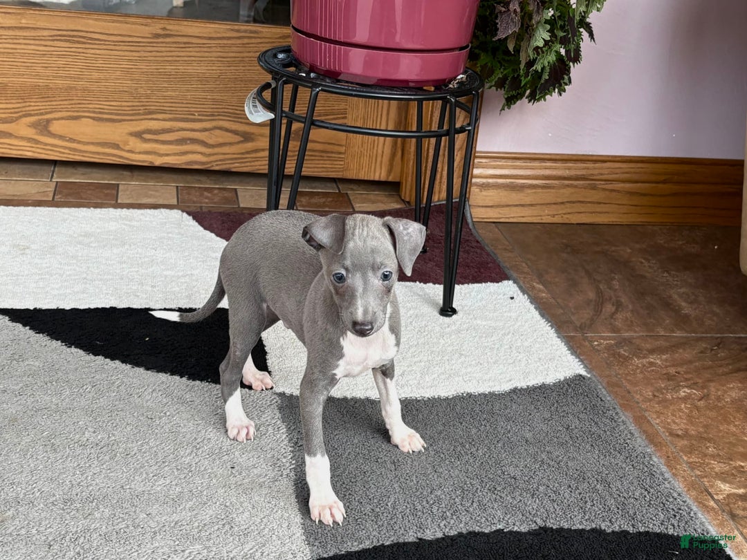 Italian Greyhound dogs for sale: Henry - Ad 13