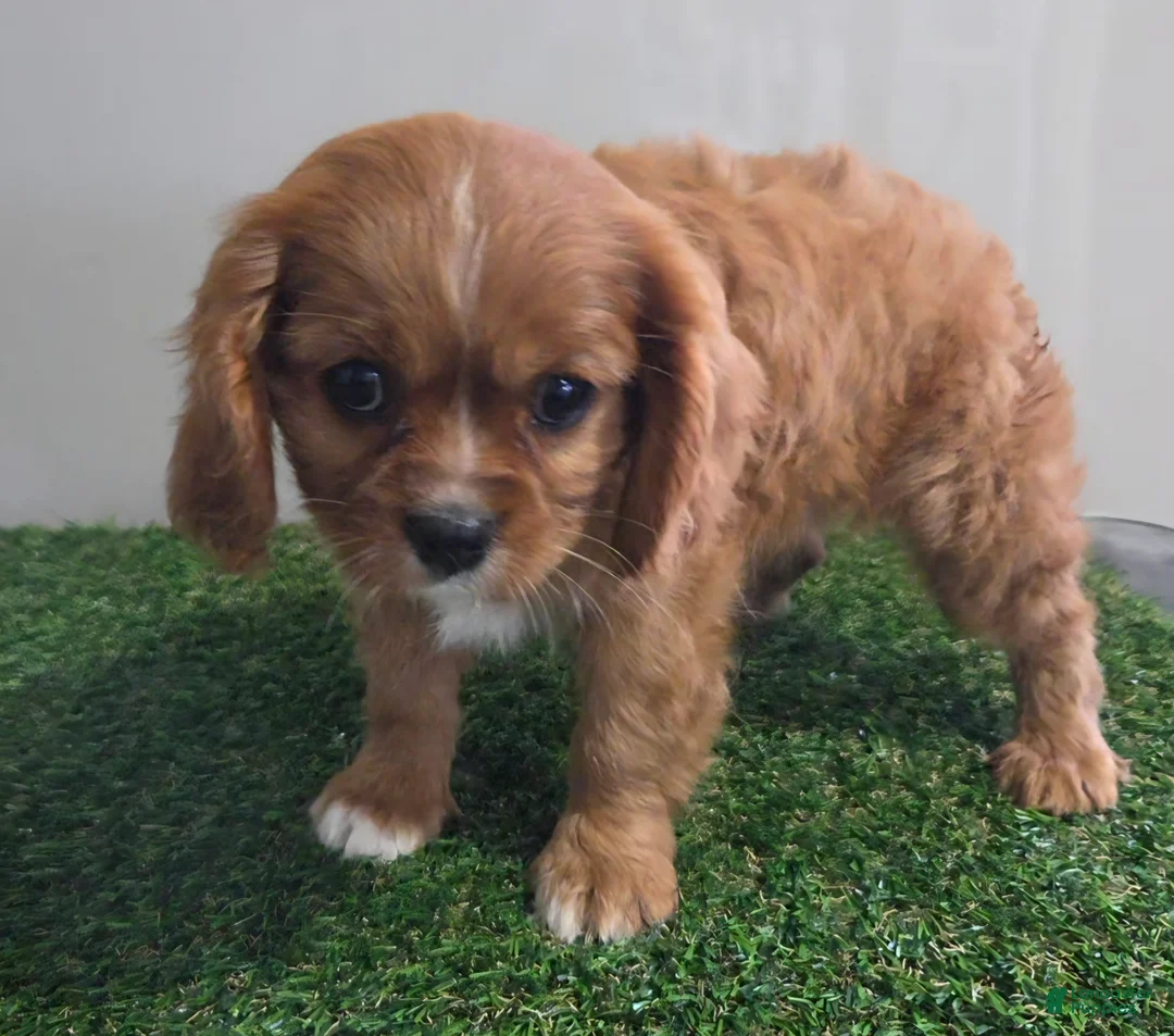 Cavalier King Charles Spaniel dogs for sale: Chloe - Ad 10