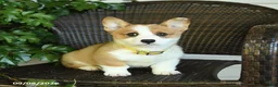 Welsh Corgi Pembroke dogs for sale: Sunshine - Ad 4