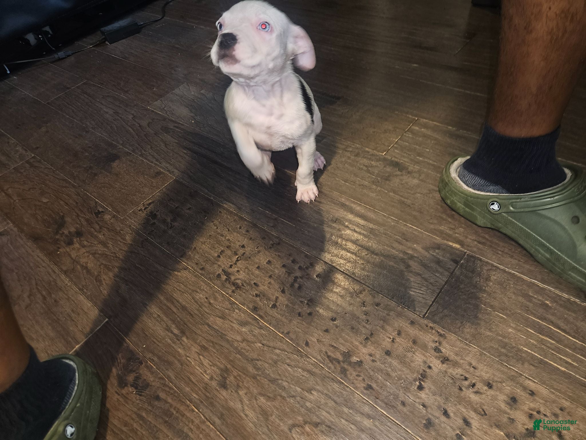 Mixed Breed dogs Crystal  - Ad 2
