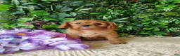 Cavalier King Charles Spaniel dogs for sale: Belle - Ad 3