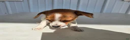 Chihuahua dogs for sale: Baby - Ad 4