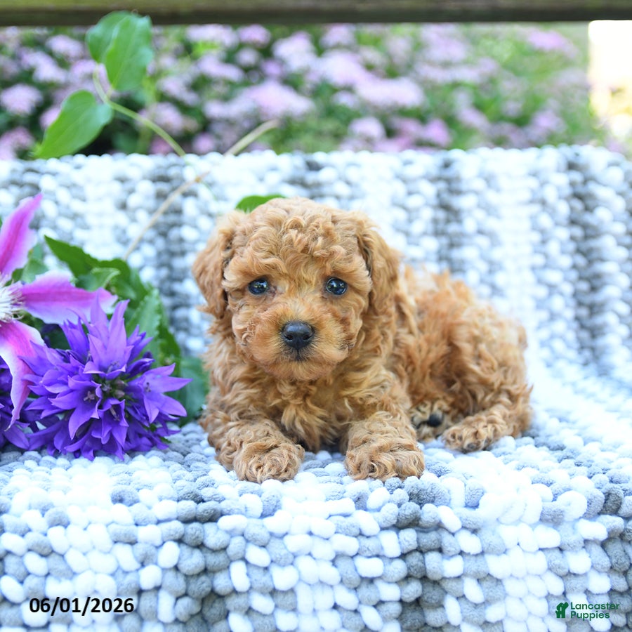 Miniature Poodle dogs for sale: Cash - Ad 2
