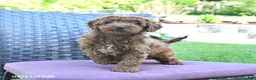Miniature Poodle dogs for sale: Henry - Ad 4