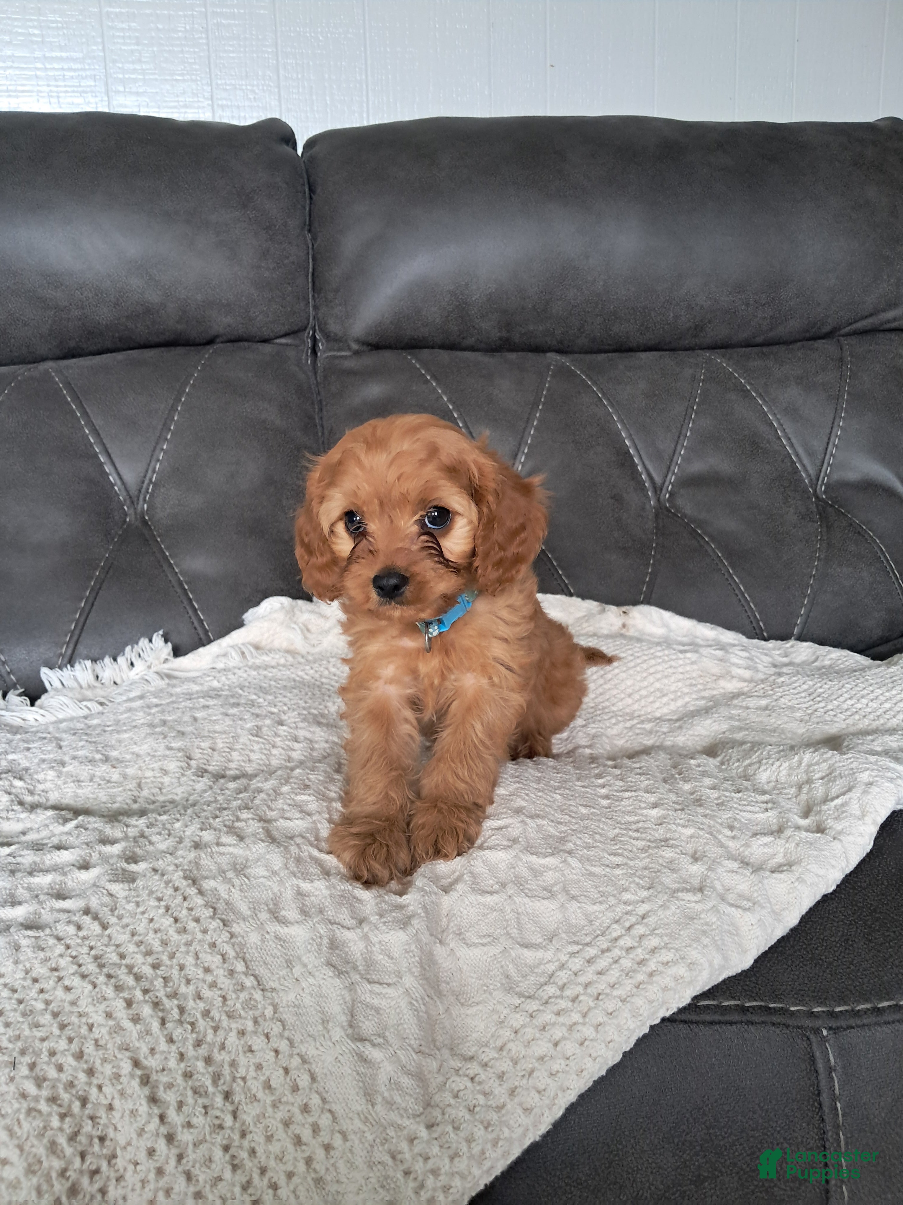 Cavapoo dogs Luca - Ad 2