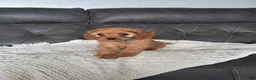 Cavapoo dogs for sale: Luca - Ad 2