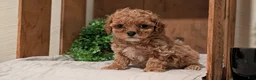 Cockapoo dogs for sale: Emmy - Ad 8