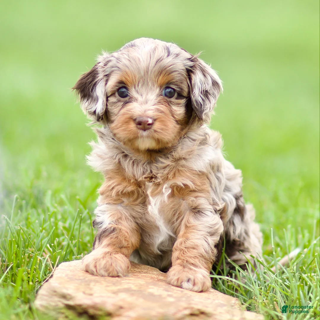 Cavapoo dogs for sale: Willow - Ad 2