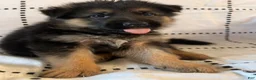 German Shepherd dogs for sale: Olive (Yellow Collar) - Ad 3