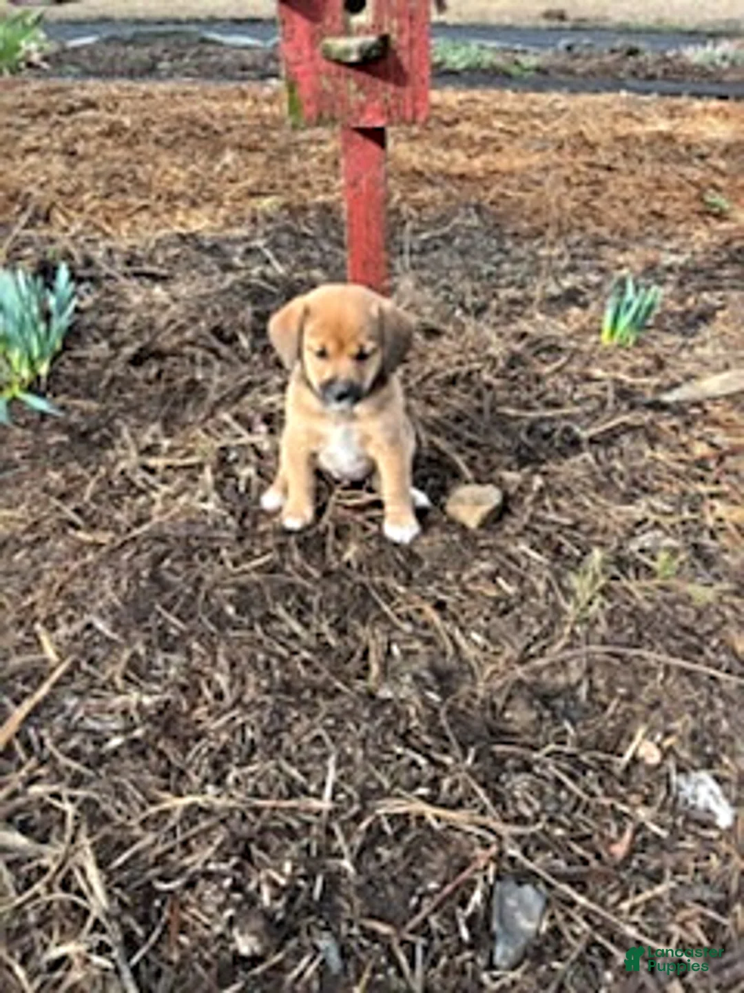 Mixed Breed dogs for sale: Stella - Ad 1