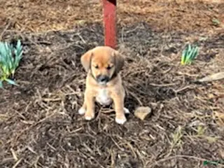 Mixed Breed dogs for sale: Stella - Ad 2