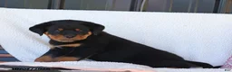 Rottweiler dogs for sale: Jingo - Ad 5
