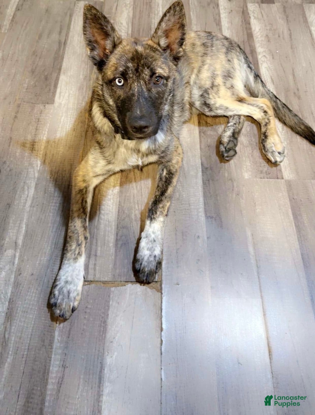 Mixed Breed dogs for sale: Zeus - Ad 3