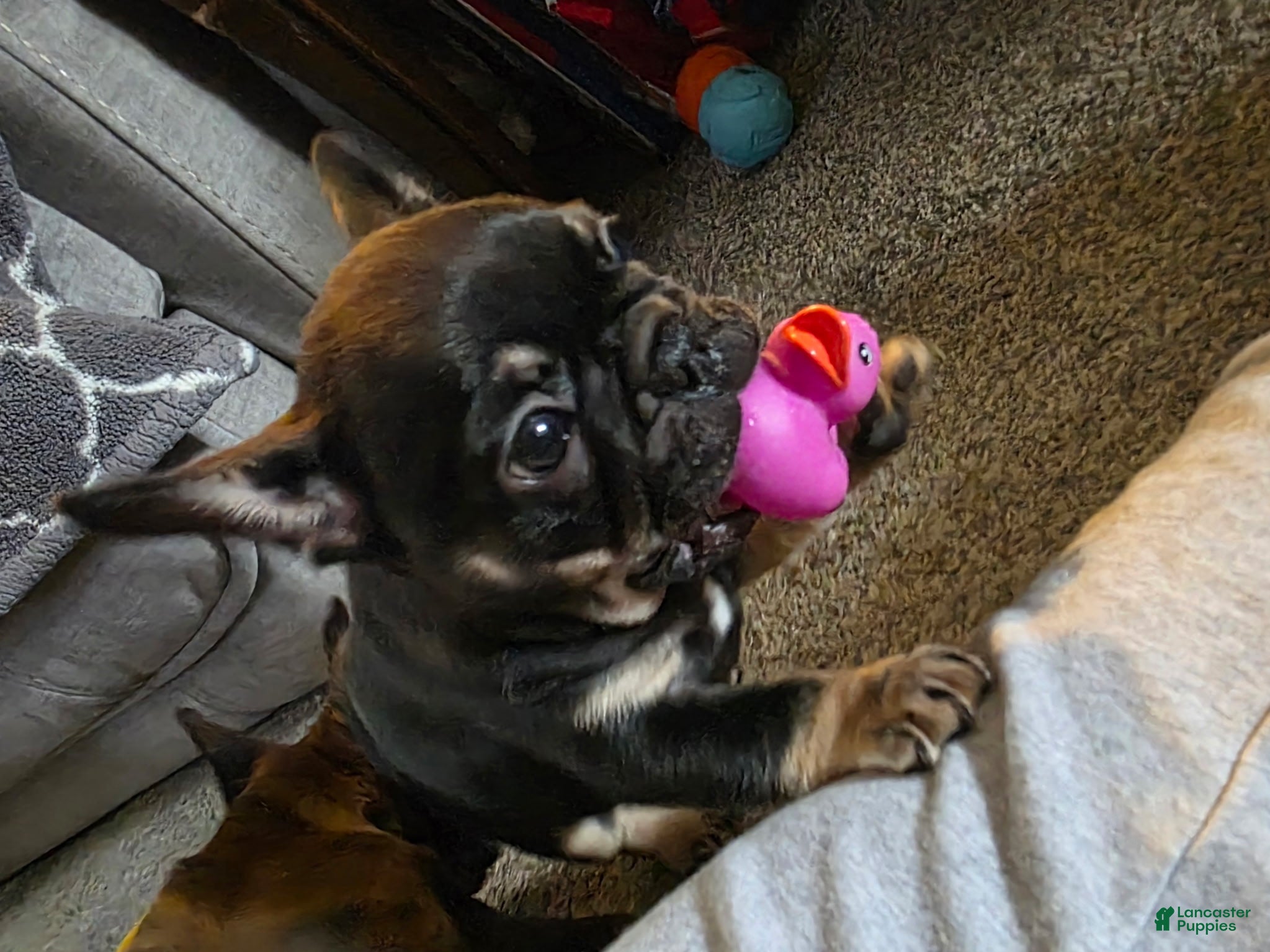 French Bulldog dogs Lucy - Ad 2