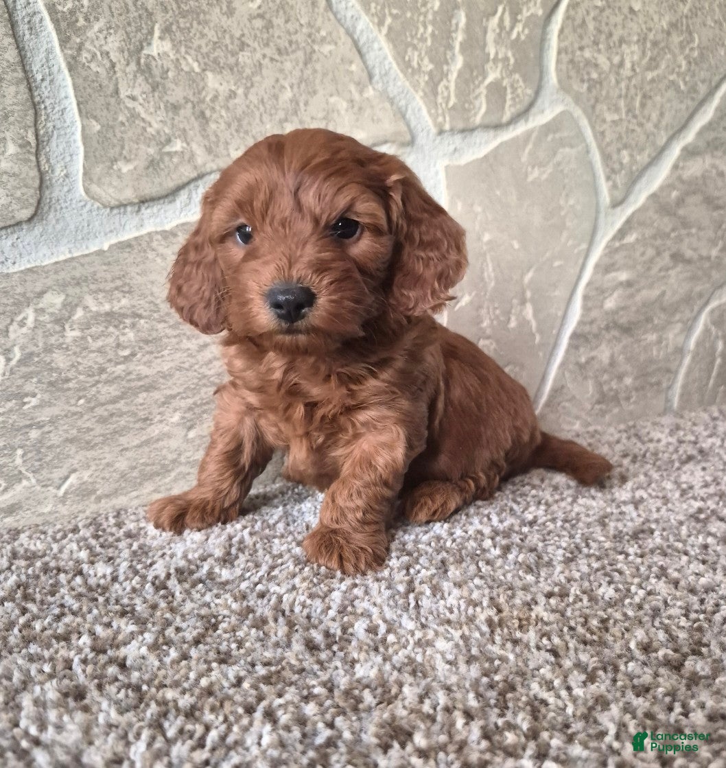 Cavapoo dogs Dolly  - Ad 2