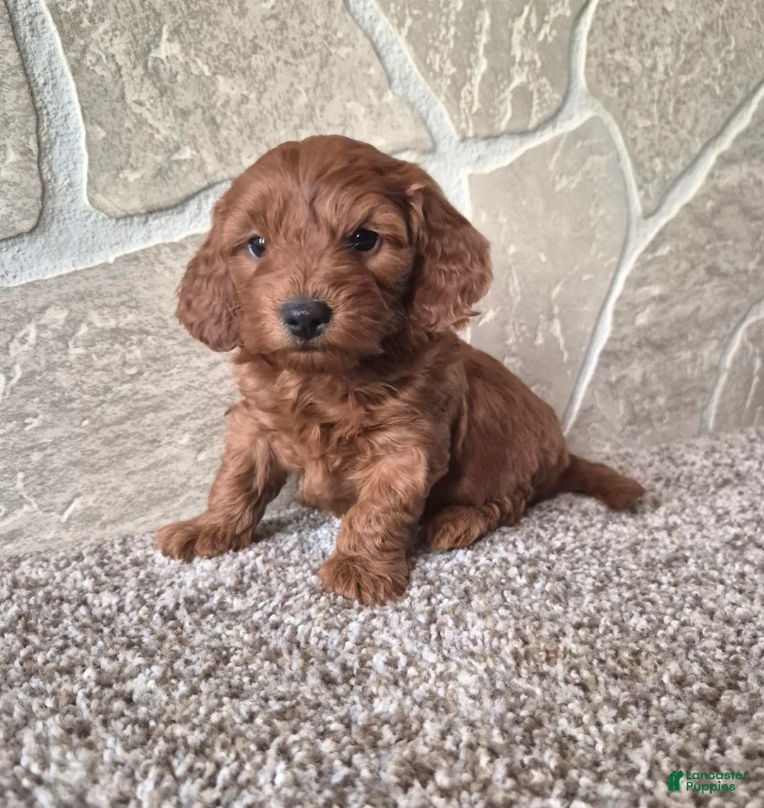 Cavapoo dogs for sale: Dolly  - Ad 2
