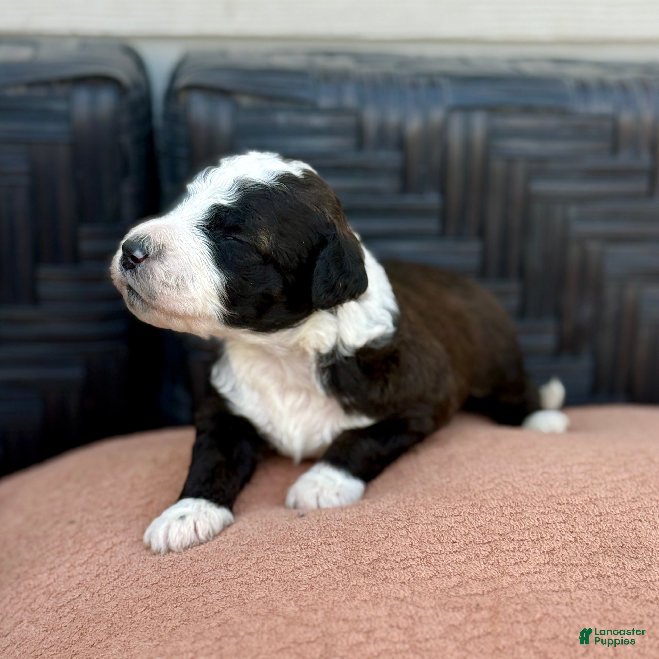 Bernedoodle dogs Bones - Ad 2