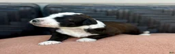 Bernedoodle dogs for sale: Bones - Ad 5