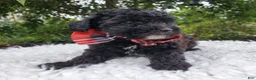 Toy Poodle dogs for sale: Ben - Ad 4