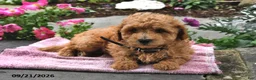 Bichpoo dogs for sale: Toffee - Ad 4