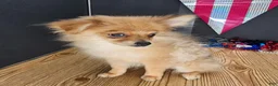 Pomeranian dogs for sale: Pepper's Long Shot - "Archer" - Ad 40