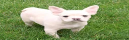French Bulldog dogs for sale: Nora - Ad 3