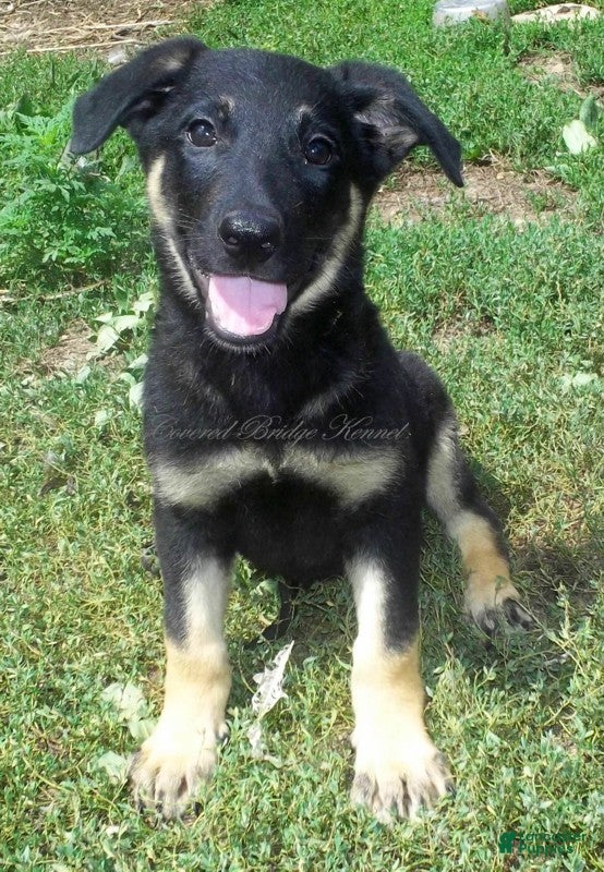 German Shepherd dogs Darla - Ad 13