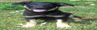 Darla