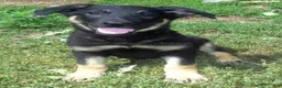 German Shepherd dogs for sale: Darla - Ad 1