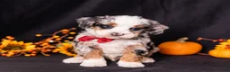 Mini Bernedoodle dogs for sale: Rodger - Ad 1