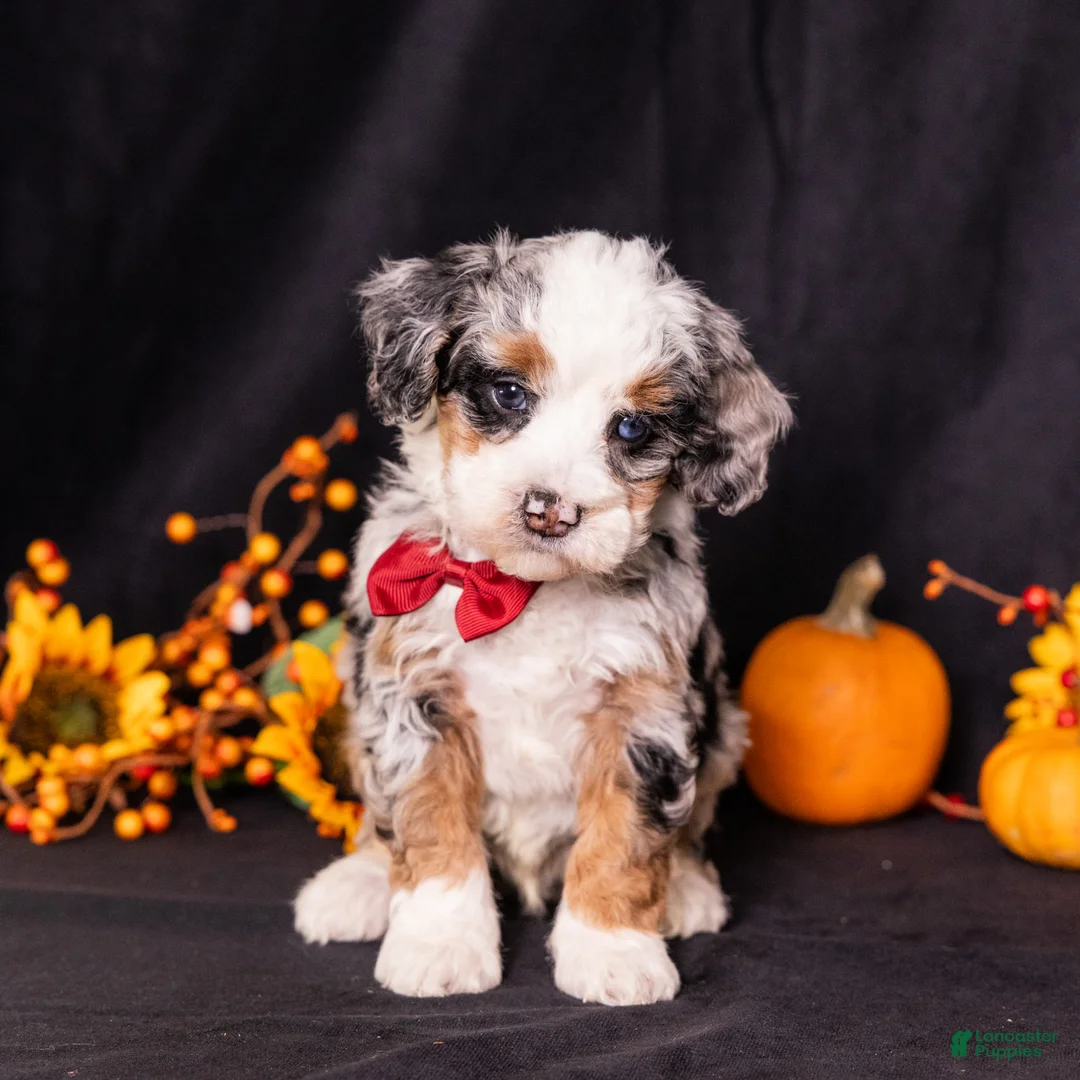 Mini Bernedoodle dogs for sale: Rodger - Ad 1