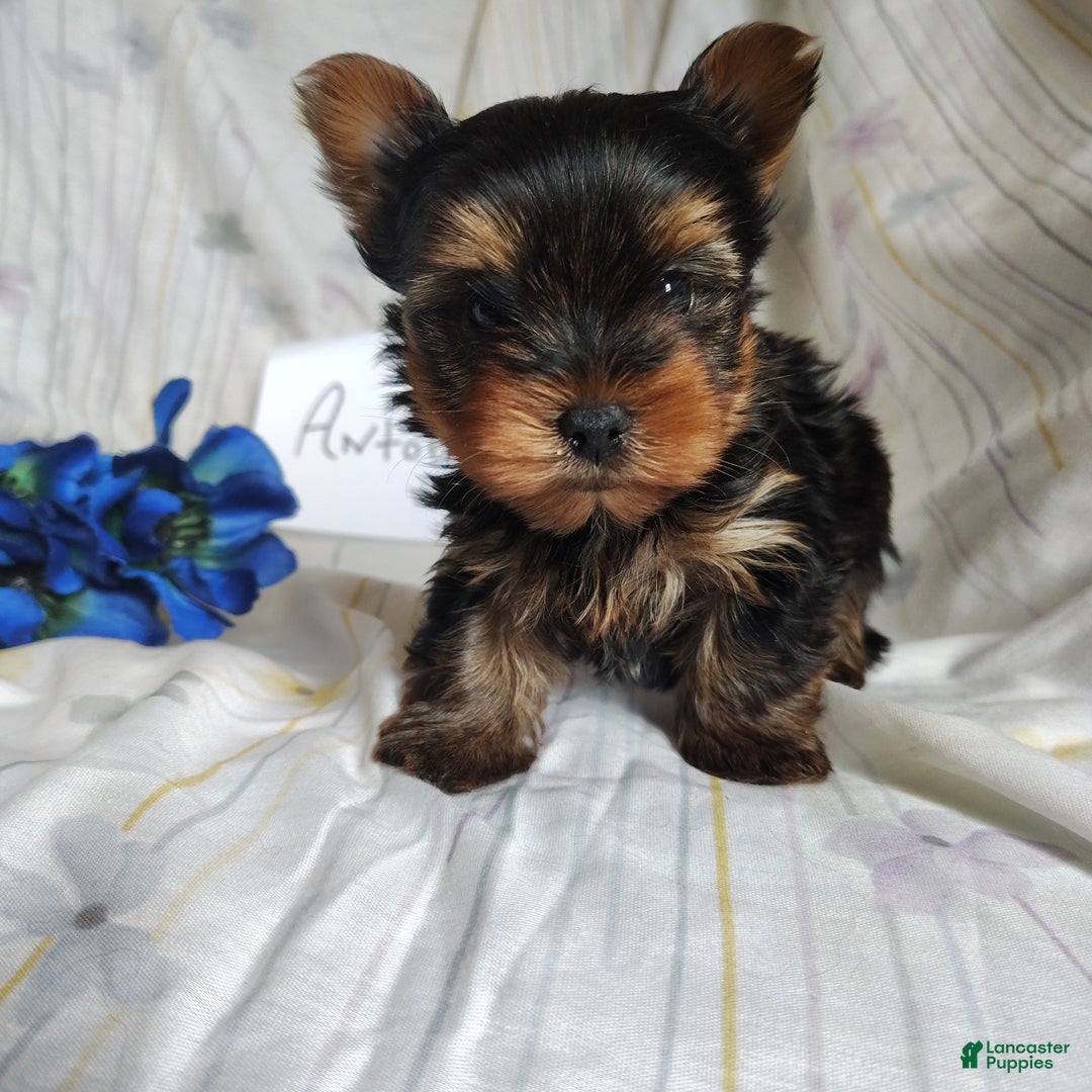 Yorkshire Terrier dogs for sale: Antonio - Ad 2