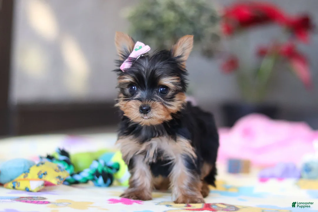 Yorkshire Terrier dogs for sale: Saige - Ad 4
