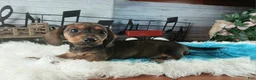 Dachshund dogs for sale: Gloria's darkest wild boar boy. Hand delivery  - Ad 4