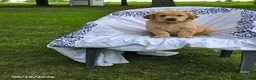 Golden Retriever dogs for sale: Keith - Ad 3