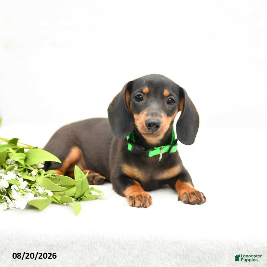 Miniature Dachshund dogs Maggie Mae - Ad 2