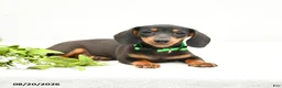 Miniature Dachshund dogs for sale: Maggie Mae - Ad 2