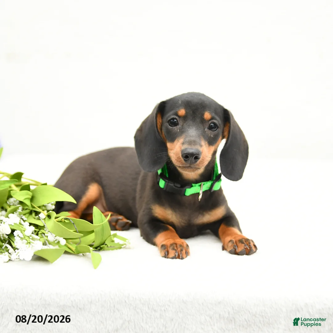 Miniature Dachshund dogs for sale: Maggie Mae - Ad 2