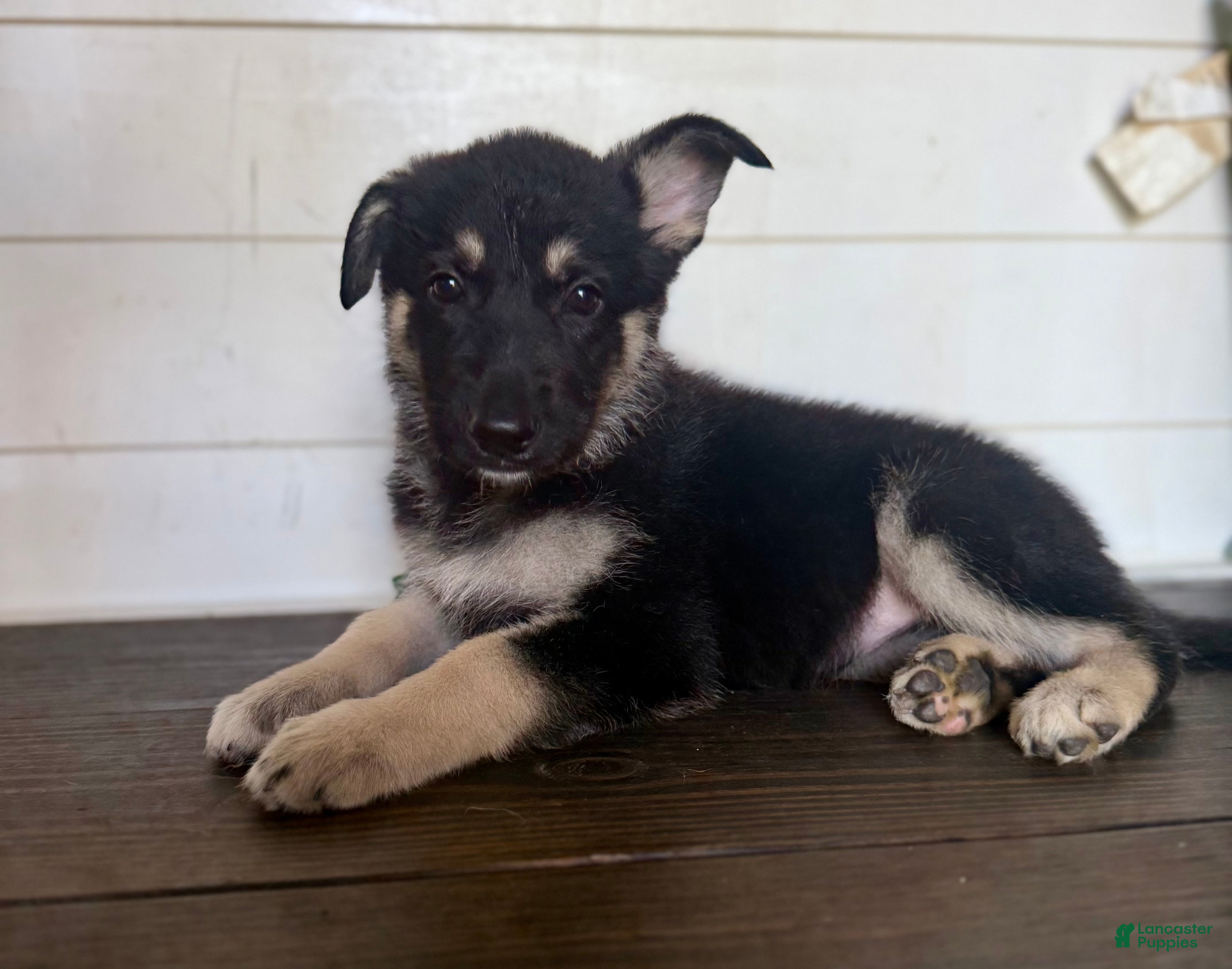 German Shepherd dogs MJ - Ad 2