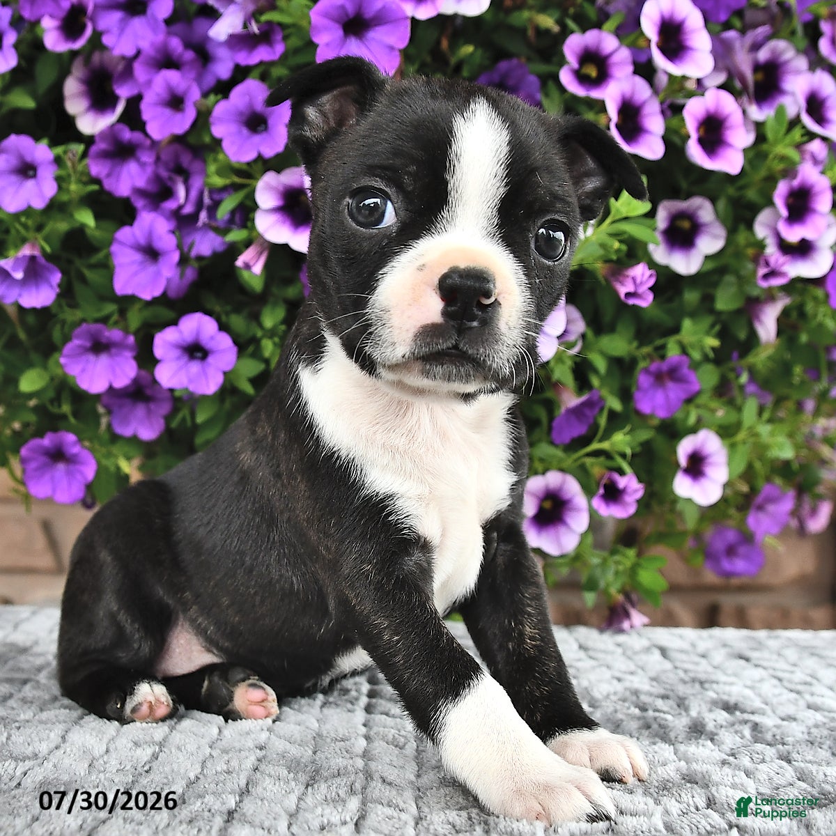 Boston Terrier dogs Kasey - Ad 2