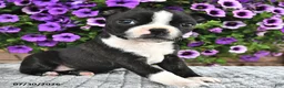 Boston Terrier dogs for sale: Kasey - Ad 2