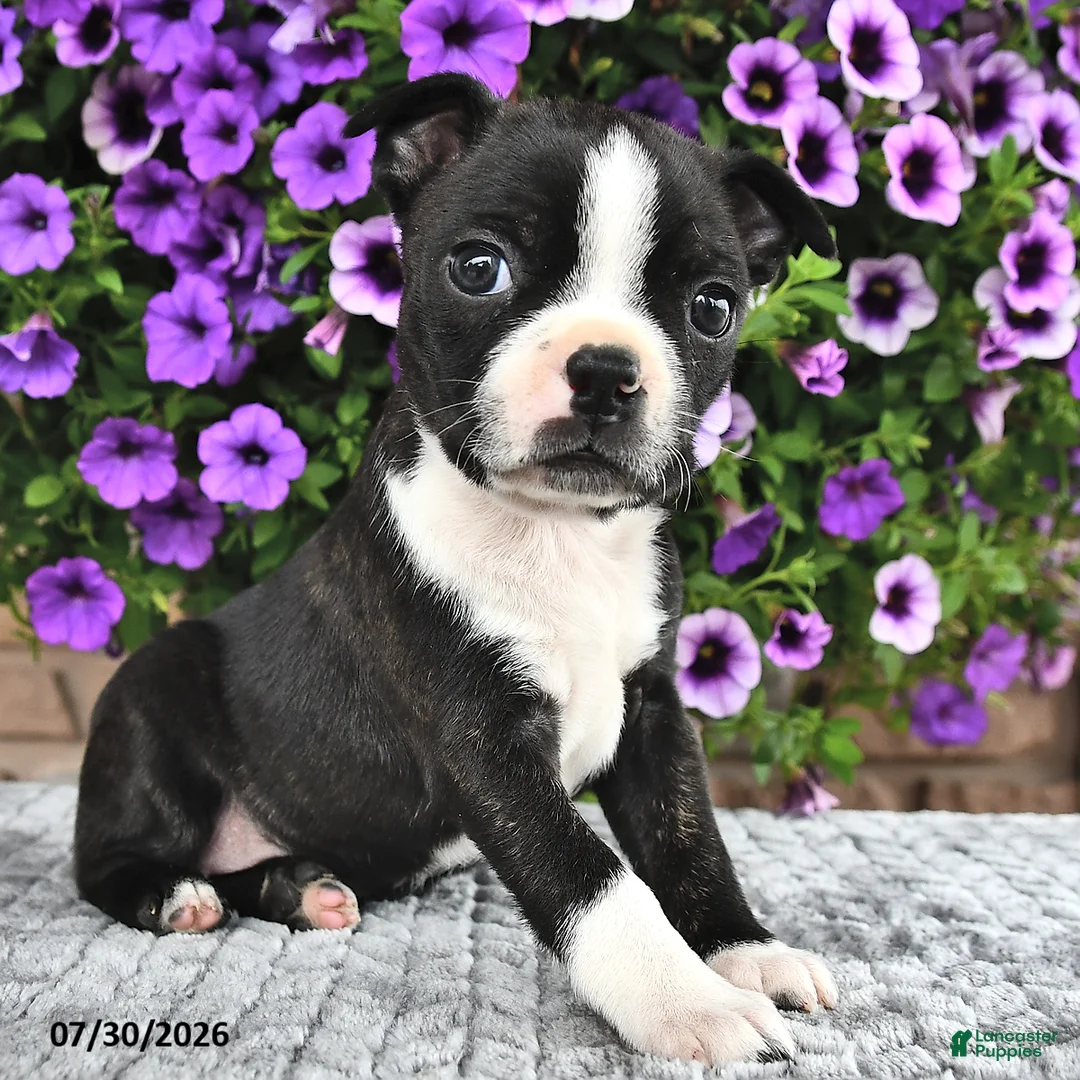 Boston Terrier dogs for sale: Kasey - Ad 2