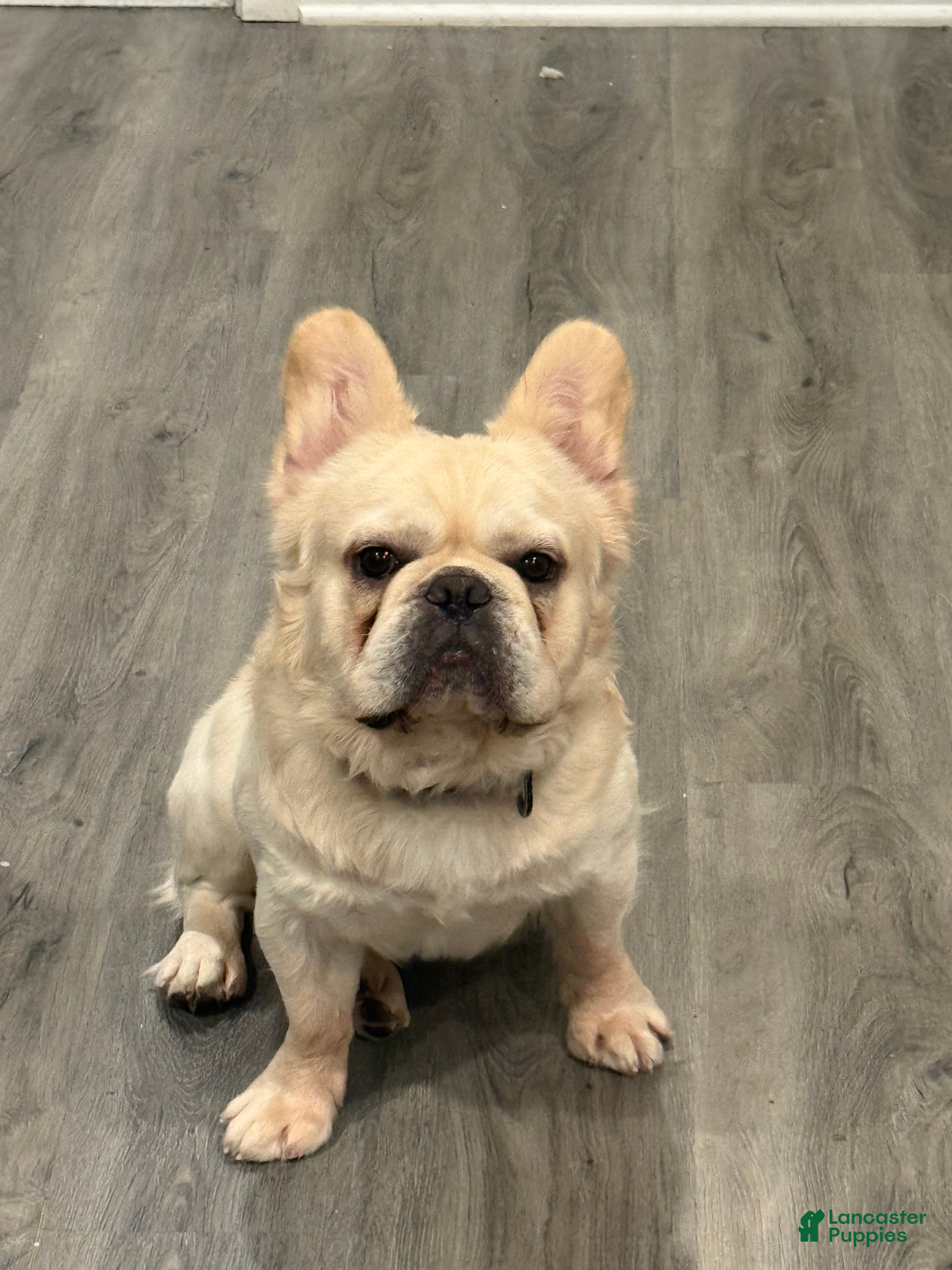 French Bulldog dogs Whiskey  - Ad 10