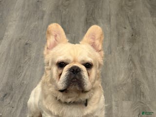 French Bulldog dogs Whiskey - Ad 13