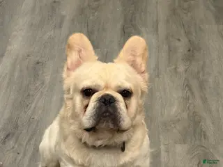 French Bulldog dogs Whiskey - Ad 14