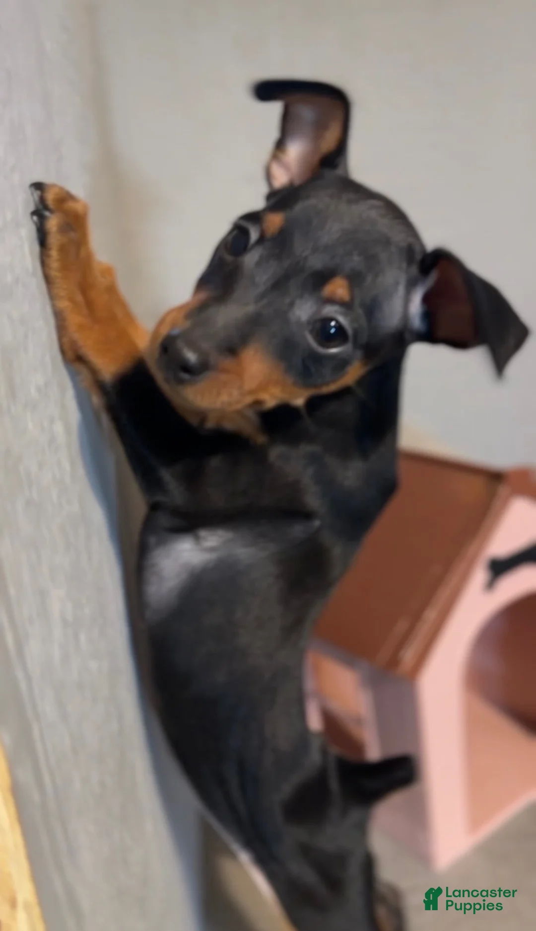 Miniature Pinscher dogs for sale: Shelby - Ad 1