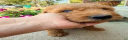 Mini Goldendoodle dogs for sale: Mini Goldendoodle 1 - Ad 6