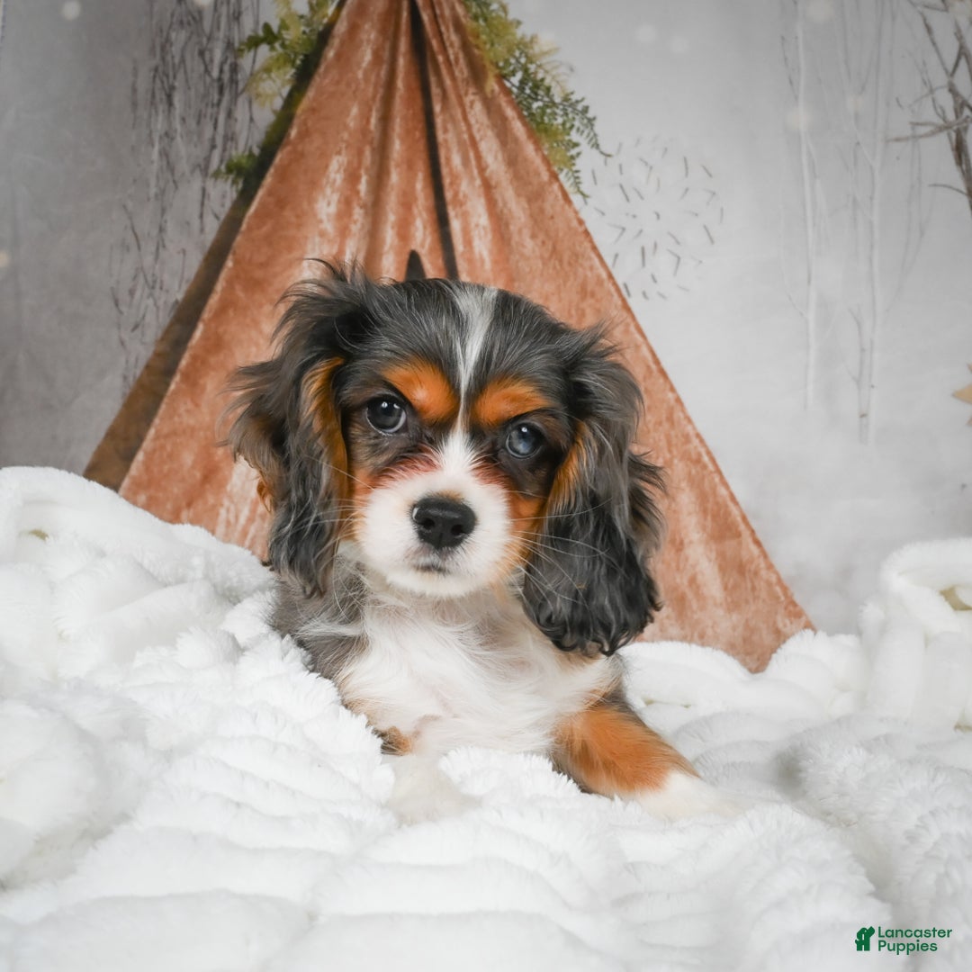 Mixed Breed dogs for sale: Mario - Ad 9