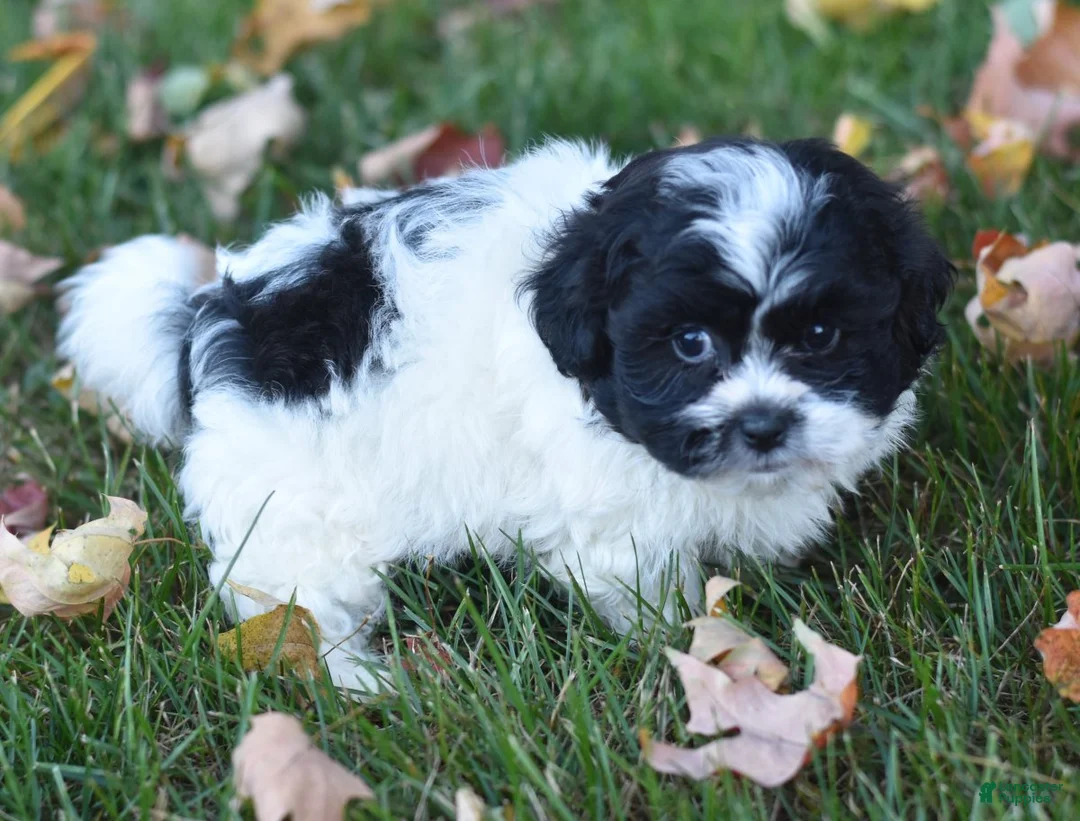 Teddy Bear dogs for sale: Amy - Ad 2