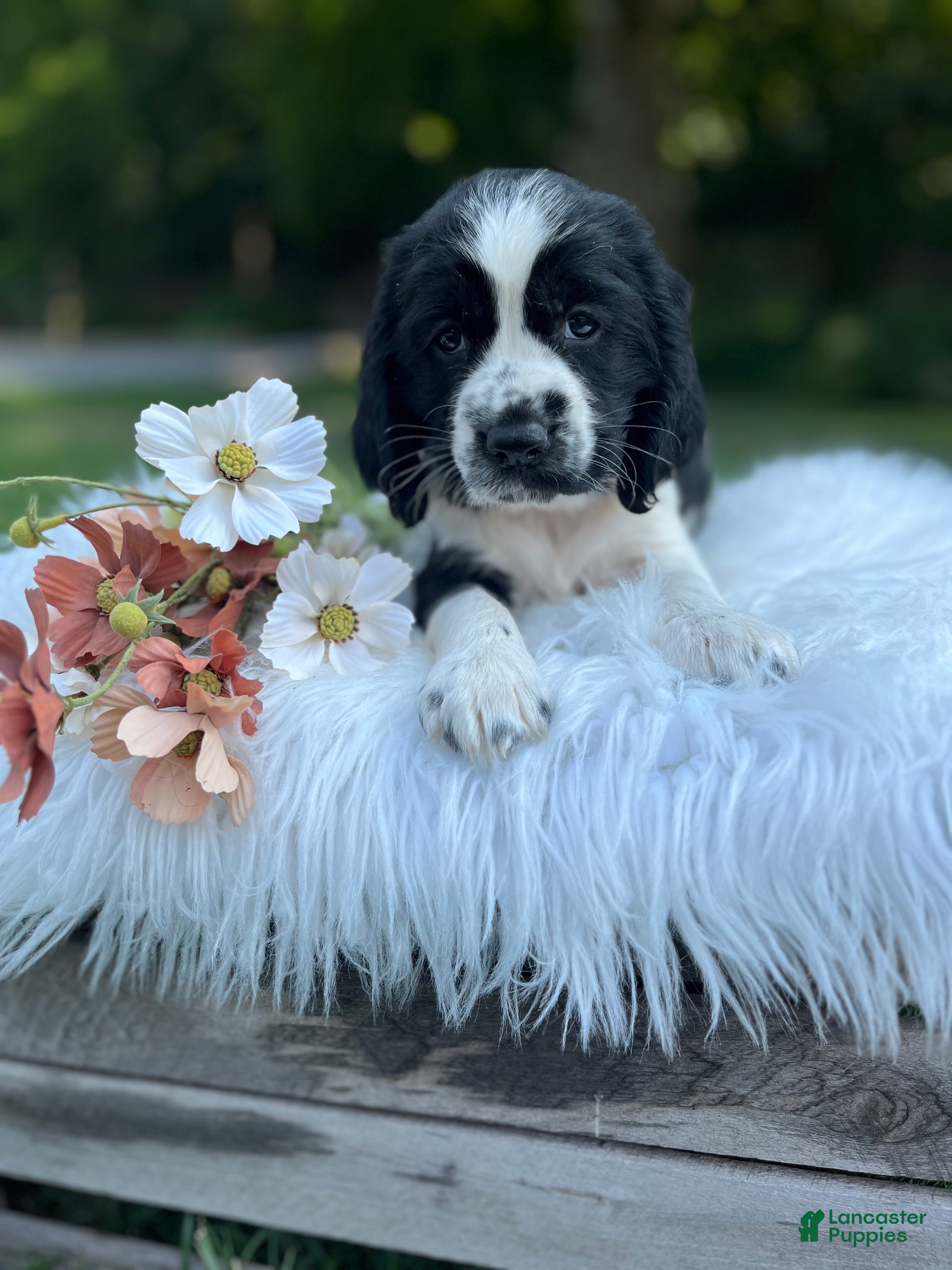 English Springer Spaniel dogs Dotty - Ad 1